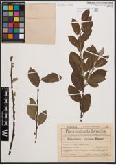 Foto von Salix cinerea L. x Salix nigricans Sm.